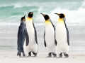 King Penguin