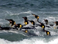 King Penguin