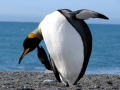 King Penguin