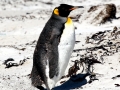 King Penguin