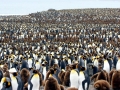 King Penguin