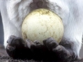 King Penguin