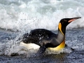 King Penguin