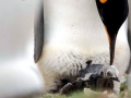 King Penguin