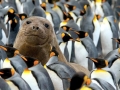 King Penguin