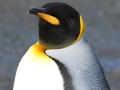 King Penguin