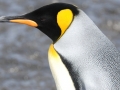 King Penguin
