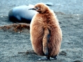 King Penguin