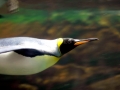 King Penguin