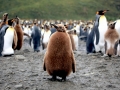 King Penguin