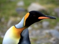 King Penguin