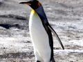 King Penguin