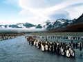King Penguin