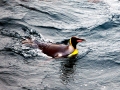 King Penguin