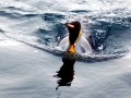 King Penguin