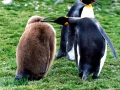 King Penguin