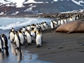 King Penguin