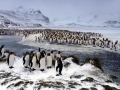 King Penguin