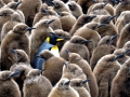 King Penguin