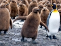 King Penguin