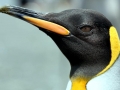 King Penguin