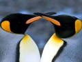 King Penguin