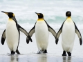 King Penguin