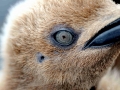 King Penguin