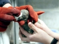 King Penguin