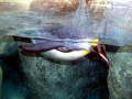 King Penguin