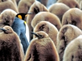 King Penguin