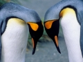 King Penguin