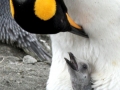 King Penguin