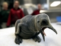 King Penguin