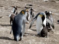King Penguin