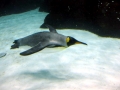 King Penguin
