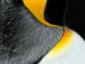 King Penguin