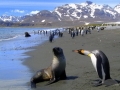 King Penguin