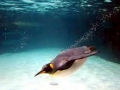 King Penguin