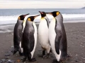 King Penguin