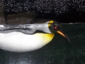 King Penguin