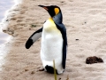 King Penguin
