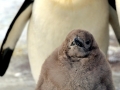 King Penguin