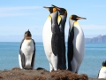 King Penguin