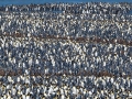 King Penguin
