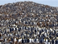 King Penguin