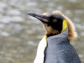King Penguin