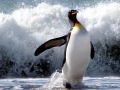 King Penguin