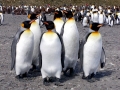 King Penguin