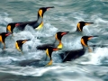King Penguin